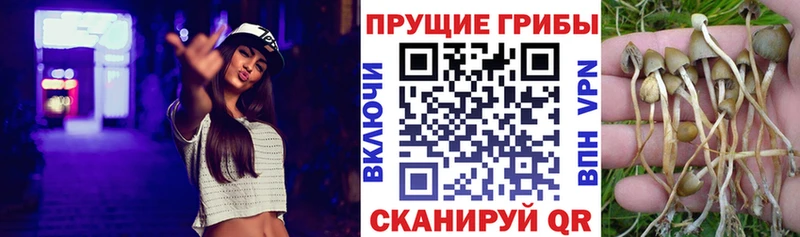 цена Чегем Псилоцибиновые грибы Magic Shrooms